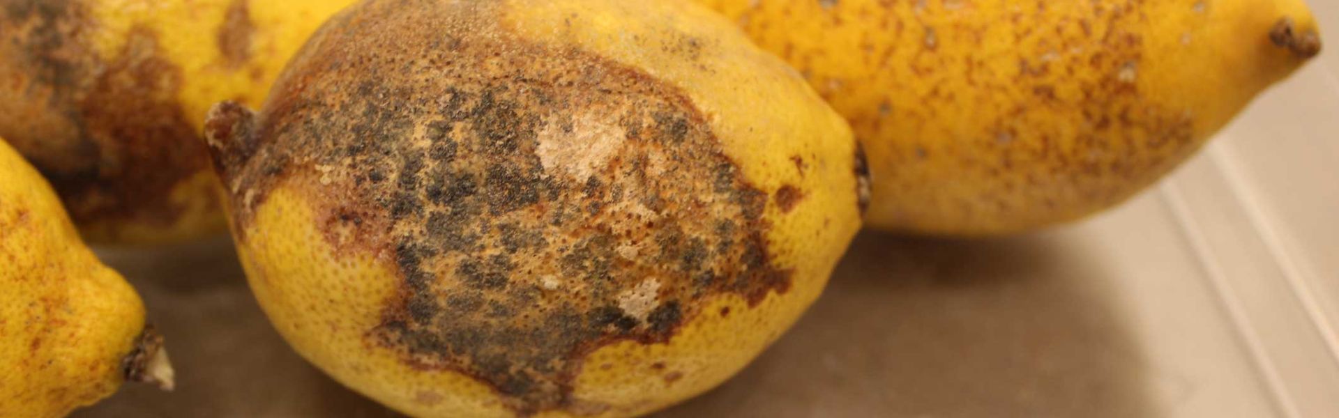 Des citrons contaminés par la maladie des taches noires des agrumes