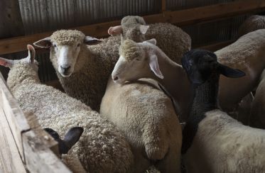 La fièvre Q, une maladie qui peut passer des ruminants à l’être humain