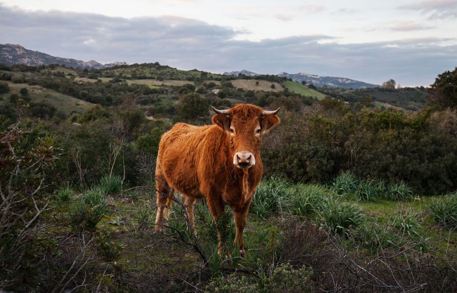 Une vache