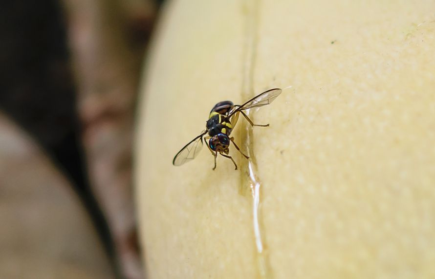 Mouche orientale des fruits : renforcer la surveillance pour éviter son établissement en France   